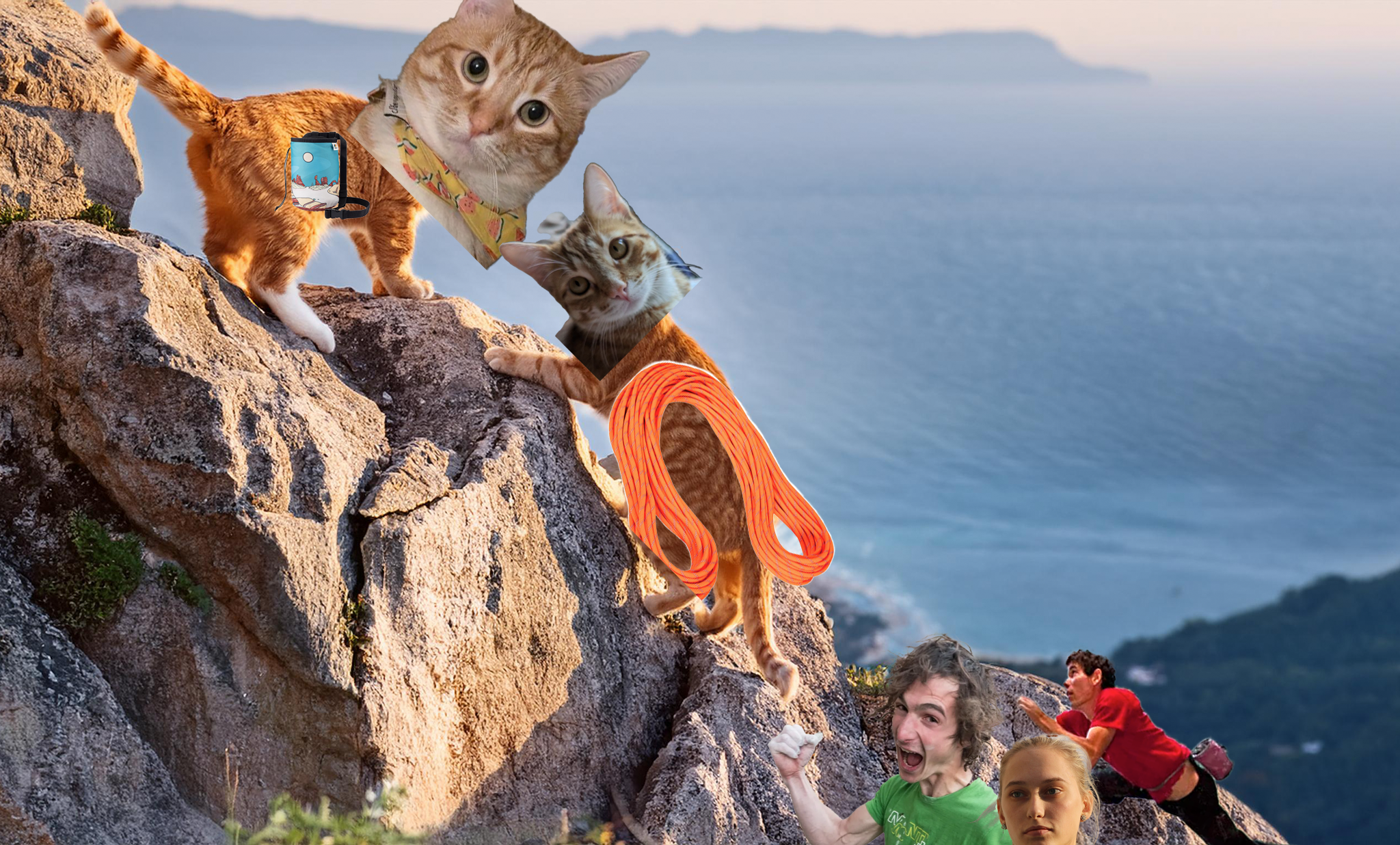 cat